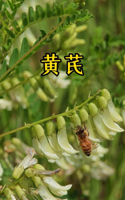 黄芪植物像什么