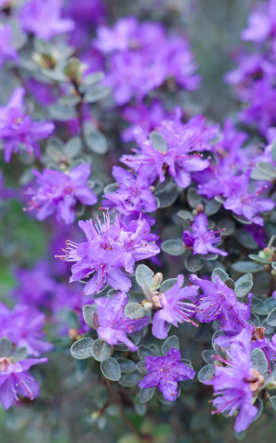 高山杜鹃什么颜色