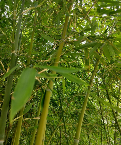 什么竹子没有枝丫