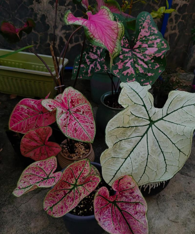 家庭养花用生根粉