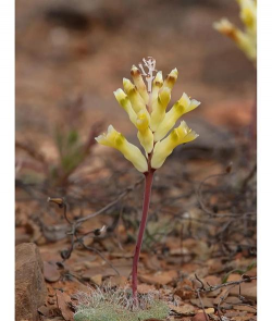 毛叶花卉有哪些