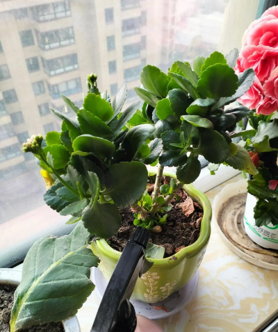 家庭养花用生根粉