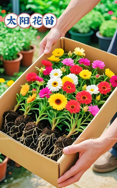 家庭养花用生根粉