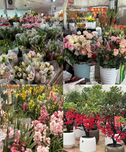 家庭养花用生根粉