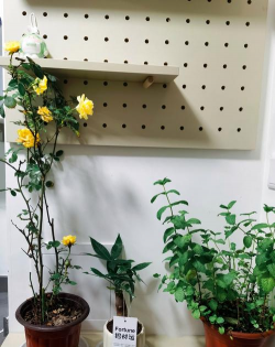 家庭养花用生根粉