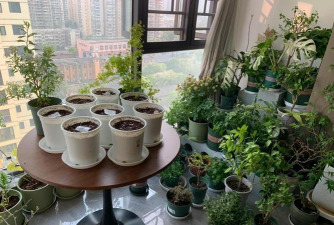 家庭养花用生根粉