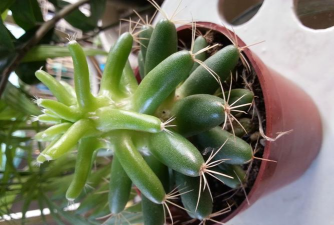 家庭养花用生根粉