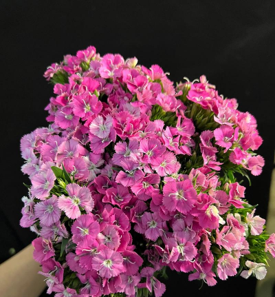 相思梅有哪些颜色