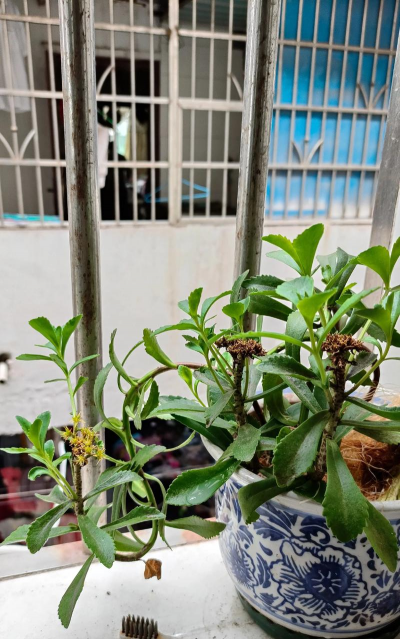 家庭养花用生根粉