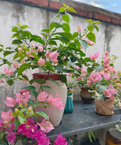 家庭养花用生根粉