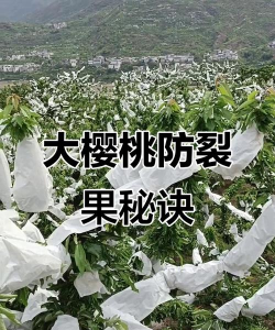 如何防止樱桃成熟期裂果