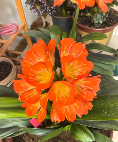 家庭养花用生根粉