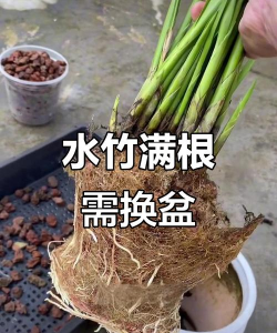 水竹根是什么