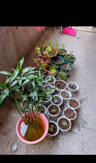 家庭养花用生根粉