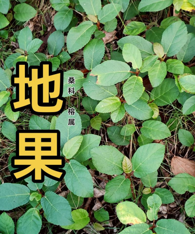 地瓜榕象征什么