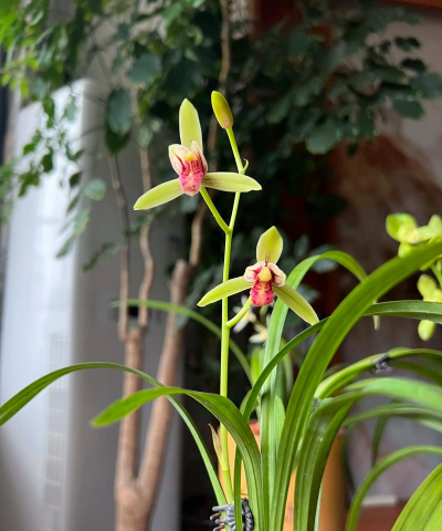 建兰哪些花好养