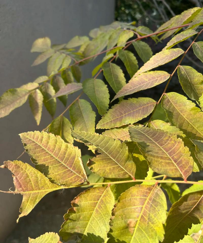 火炬为什么复叶