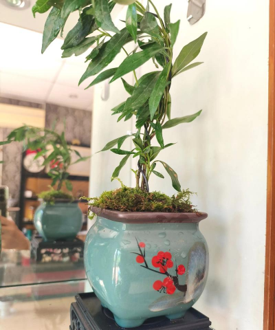 家庭养花用生根粉