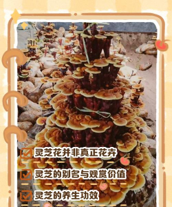 灵芝是什么花