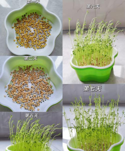 种植豆芽要哪些材料