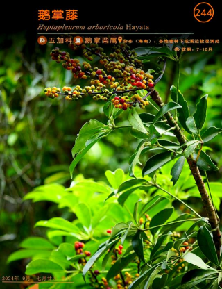 海南藤植物有哪些