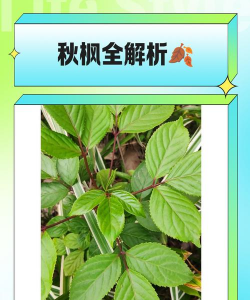 秋枫树有什么作用