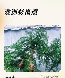 澳洲杉开花寓意什么