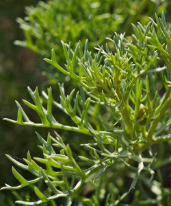 骆驼草是什么植物