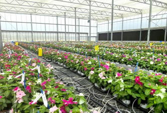 家庭养花用生根粉