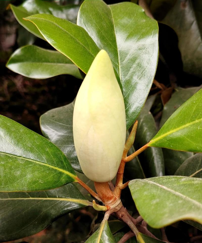 广玉兰有哪些别名