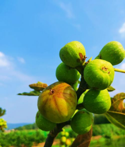 什么植物水果没有花