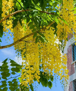 泰国花草有哪些