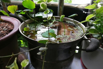 家庭养花用生根粉