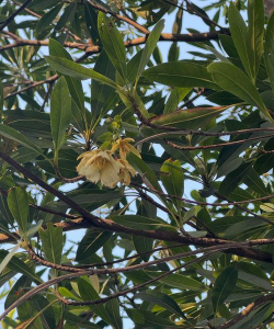 杜英属植物有哪些