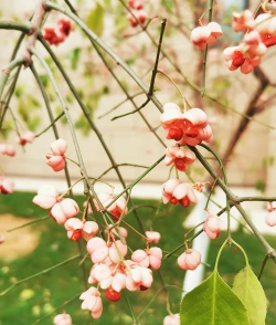 丝棉木有哪些种类