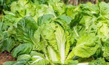 秋菜长什么样子