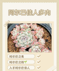 阿尔巴多肉分哪些