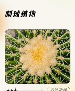 刺球开花寓意什么