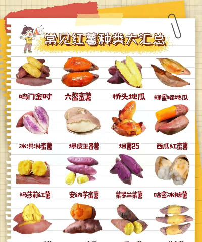 番薯有哪些外形特征