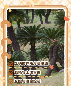 红铁树如何养