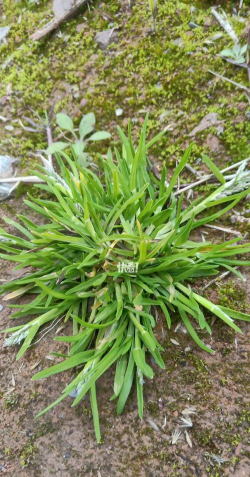 禾本科有哪些属