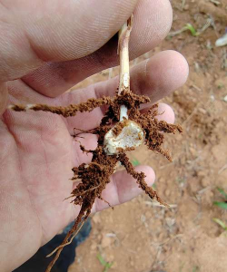 家庭养花用生根粉