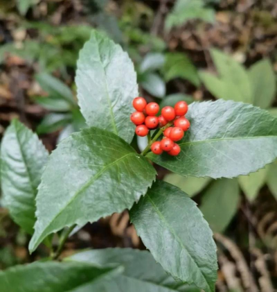 草珊瑚开什么花