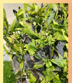 花叶青木病害有哪些