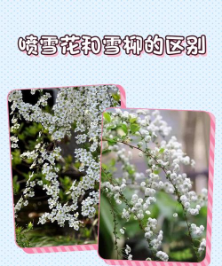 喷雪花属于什么植物
