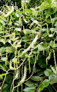 三七花卉什么样子