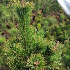 黑松什么季节长叶子