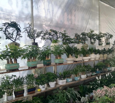 家庭养花用生根粉