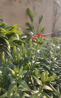 家庭养花用生根粉