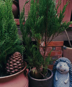 针叶类花木有哪些